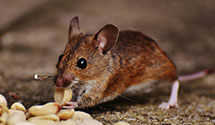 24 Hour & Emergency Exterminators in Vcu West, VA